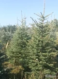 Sprzedam świerka pospolitego formowany,drobne igiełki.
