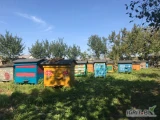 Sprzedam naturalny POLSKI miód wielokwiatowy wysokiej jakości 
