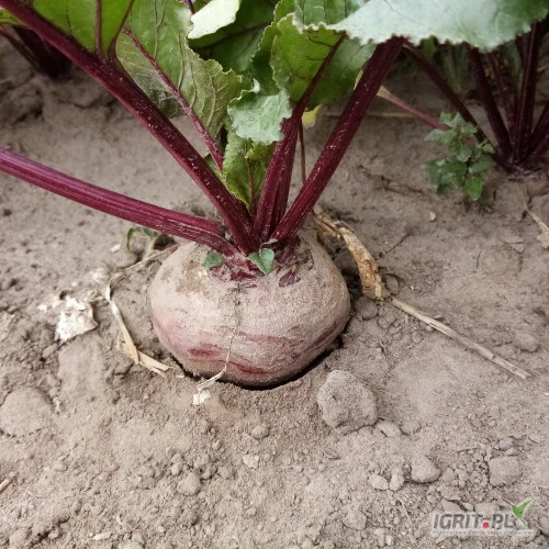/images/posts/2024/06/1874196/Bpp2ULGnRkvSxSL9iaDtmvtGKbzlL3OJIARzdnSJ.jpeg