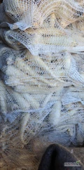 Sprzedam pietruszkę mytą 400kg 