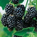Firma Berritum nawiąże współpracę z plantatorami jeżyny tunelowej na sezon 2025. Wymagane certyfikaty  i . 