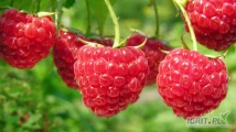 Firma Berritum nawiąże współpracę z plantatorami maliny tunelowej na sezon 2025. Wymagane certyfikaty  i . 