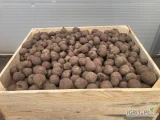 Sprzedam buraka czerwonego odmiany Wodan, kaliber 4,5-9, na brudno, na stanie około 50 ton, luzem bb lub worek 10 kg, cena do uzgodnienia,...