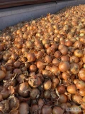 Sprzedam cebulę żółtą kaliber 4-5 /5-7/7+ worek 10/15 kg cebula fazorowana 