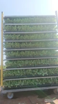 Sprzedam ok. 10 tys rozsady kapusty zenon z verimarkiem. Kolonia Kokanin 11. 665249512. Rozsada kupiona od producenta rozsad Rozsadnik. 