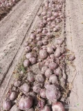 Sprzedam buraczka, kaliber 6+, cena do uzgodnienia, tel 691-944-442