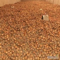 Posiadamy w ofercie duże ilości cebuli w lusce wielkość 65% 60 +  tara 7/8% cena loco Kujawy 75gr/kg Import Zapraszamy Tel....