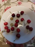 Oferuję burlat 26+ ładnie wybarwiony rwany na bieżąco ok 200 kg dziennie 