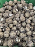 Sprzedam seler myty bądź brudny ilości i sposób pakowania do uzgodnienia 