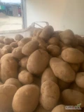Kupię ziemniaki ilości tirowe big bag lub worek 10-15 kg Żółte oraz czerwone. 