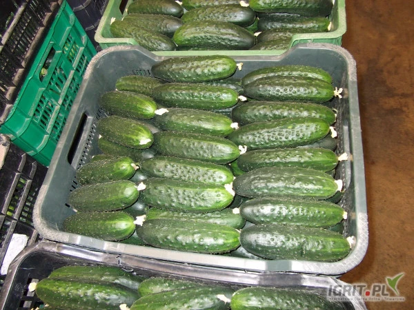/images/posts/2025/03/1982750/bfa35VrI3N6rVfEGks1jCvGttNiY6wwtjRBRRJsn.jpeg