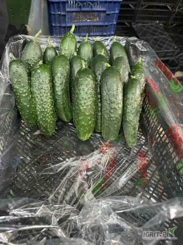 /images/posts/2025/03/1982750/1UiTd7ccVaCmgyKaClDethrFHVM8ODrWvpwnfPl8.jpeg