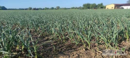 Jesteśmy jednym z największych producentów i dostawców czosnku w kraju. Oferujemy czosnek najwyższej jakości we wszystkich dostępnych...