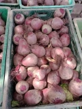 Sprzedam młody burak czerwony kaliber od 5 do 10 każde ilości. Cena 3 zł/kg do negocjacji 
