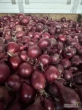 Sprzedam cebulę czerwoną kaliber 5-9 worek 5/10 kg bigbag luz Cebula  fazorowana twarda 