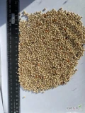 Sprzedam sorgo białe czystość 98% w big bag. Rok zbiorów 2024. Ilości całosamochodowe. 23 tony.  Pochodzenie Ukraina.