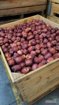 SPRZEDAM GALĘ SCHNIGA SCHNICO, RED DELICIOUSA ORAZ GOLDENA. KA + FRESH. KOMORA DZISIAJ OTWARTA. 