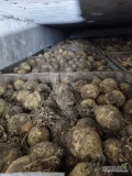 Witam sprzedam seler z chłodni nadający się do mycia 