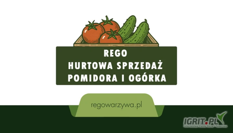 /images/posts/2025/06/2018085/BOZxFNCE7Kcemeemowrekfdvt5EFCPD0fVgS8Qam.jpeg