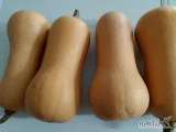 Posiadam na sprzedaż dynie piżmowa ilości paletowe kaliber 0.8-2kg.