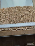 Sprzedaż grochu żółtego, możliwa dostawa DAP, ilość 2000-2500 ton,cena od 307-325 USD FCA
