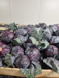 SPRZEDAM KAPUSTĘ CZERWONA ILOŚCI PALETOWE. KAPUSTA LUZEM W SKRZYNI. 660412154.PROSZOWICE MAŁOPOLSKIE. CENA DO UZGODNIENIA 