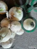 Sprzedam cebulę zimową  odmiany sonic,volf,Swift i białej nevixa, za około tyg również czerwona, około 500 ton łącznego...