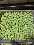 Sprzedam Goldena i najdareda / idaredesta z dziś otwartej komory. 
