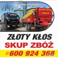 Kupię pszenicę min 10 t , odbiór pompą (odkurzacz) w cenie 820 zł brutto , szybka płatność lub gotówka, okolice Kazimierzy...