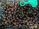 Sprzedam reginę dziś zbieramy ok 1 tona do 12 godz. Rozmiar ok  28+