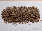 Sprzedam owies paszowy czarny odmiana &#39;Gniady&#39;
