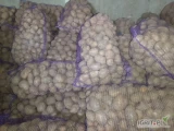 Ziemniaki paszowe odpadowe. Pakowane w worek 30 kg. Cena 25 gr za kg.