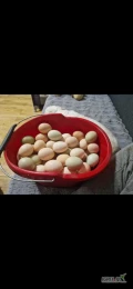 Sprzedam jajka wiejskie od kur z wolnego wybiegu . Jajka brązowe kremowe biale i zielone . Rozmiary od M do XL . Około 120 sztuk...