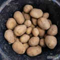 Sprzedam świeże ziemniaki Queen Anne kaliber 30 - 45 mm. 80 gr/ kg do negocjacji. Ilości hurtowe.