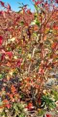 Sprzedam 5-letnie krzewy borówki amerykańskiej, odmiana  Bluecrop ,likwidacja plantacji ,do własnego wysadzenia , ok 700 szt.