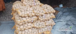 Sprzedam ziemniaki Lilly 15zł za 15kg około 400 worków. Sprzedam pietruszkę po 2zł za kg około 500kg. Sprzedam pietruszkę świeżo...
