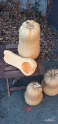 Sprzedam dynię piżmową 1,5kg -5kg
