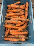 Marchew myta szczotkowana 10kg lub big bag lub brudna, towar z badaniami ilości tirówe.