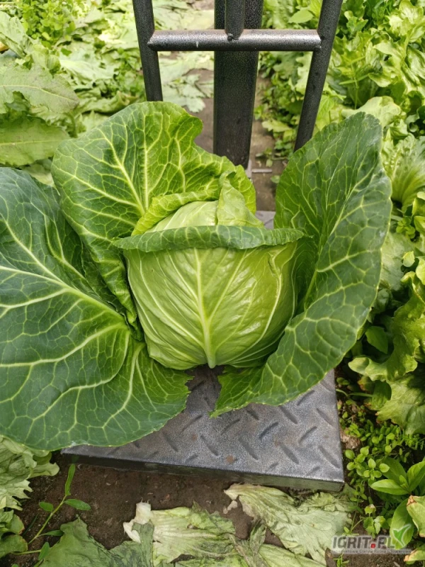 /images/posts/2025/05/2007359/npZo0q2fR5F9OxeJMhkHmyPLz6D3MRRotnJIoPAs.jpeg
