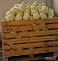 Kapusta biała 5 ton.
