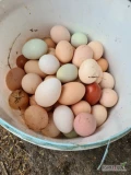 Dzień dobry. Mam do zaoferowania wiejskie jajka od kur z wolnego wybiegu. Kury mają stały dostęp do zieleni, są karmione naturalnymi...