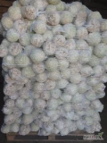 Sprzedam seler kaliber 0.8-1.5kg. Brudny lub myty około 100 ton. Pomorskie.
