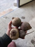 Sprzedam buraczki czerwone z chłodni odmiany bettollo. Ka. 5-8.Więcej informacji udzielę telefonicznie.