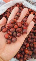 Owoce dzikiej róży suszone, premium, Uzbekistan, cena DAP z dostawą do Polski
