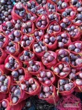 Sprzedam Cebula czerwona Kaliber 5+. Zdrowy suchy towar. Import z Egiptu , Kaliber 50+ ,
