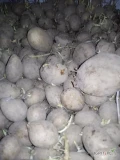 Sprzedam ziemniaki paszowe ok 6 ton