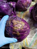 Sprzedam kapustę czerwoną klasa II kaliber 2-3 kg. Kraj pochodzenia Egipt. Pakowana w raszel po 10 kg.