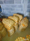 Sprzedam ziemniaki tajfun kaliber 30-50. Ziemniaki spakowane w worki po 30 kg. Cena do negocjacji. Ilość 2 tony.
