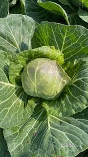 /images/posts/2025/05/2007132/S83OJzqVfNfvzeUIc58Je951PbbpurOEd9IshxFi.jpeg