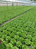 Witam . Nawiąże współpracę z odbiorcami sałaty masłowej. Na obecną chwilę około 100tys sztuk w wadze ponad 200g. W późniejszym...